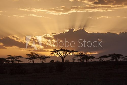 Fototapeta Afrykański zachód słońca