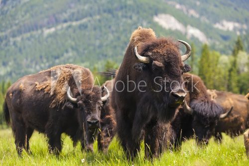 Fototapeta American Bison lub Buffalo