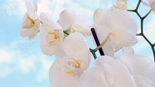 Fototapeta białe orchidee