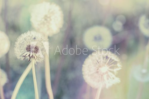 Fototapeta bliska Dandelion z abstrakcyjnego koloru