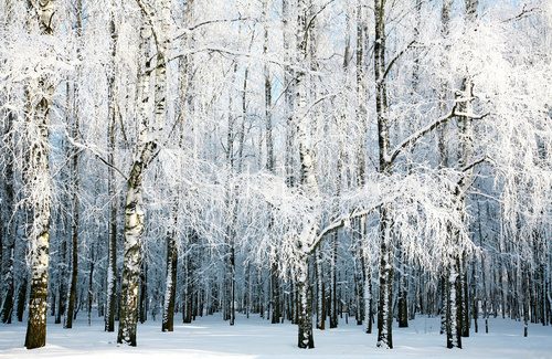 Fototapeta Brzozowy las z zadaszonymi gałęziami śniegu