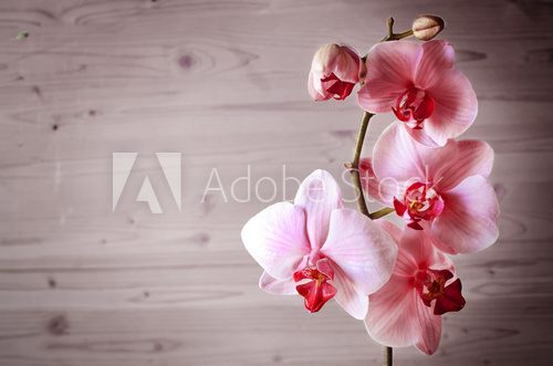 Fototapeta czerwona orchidea
