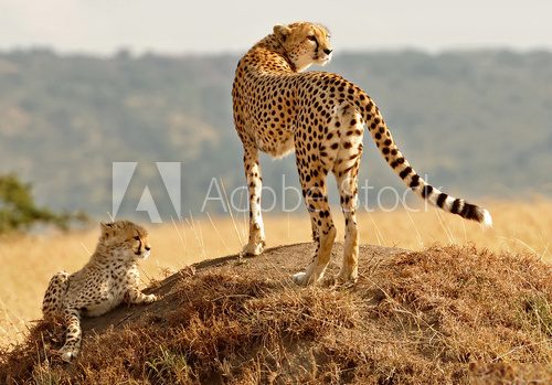 Fototapeta Gepardy Masajów Mara