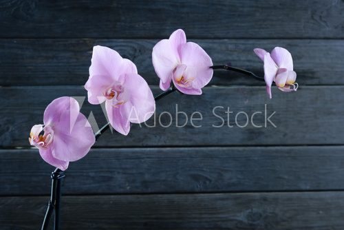Fototapeta Jedna orchidea