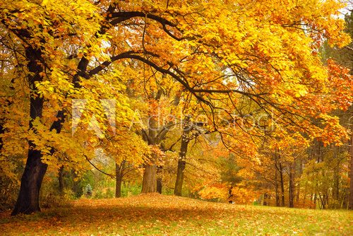Fototapeta Jesienne spacery, jesienny liść.