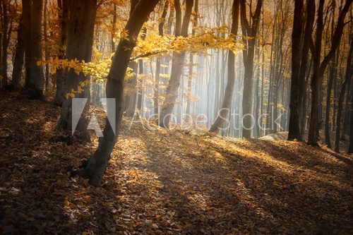 Fototapeta Kolory lasu w świetle słońca