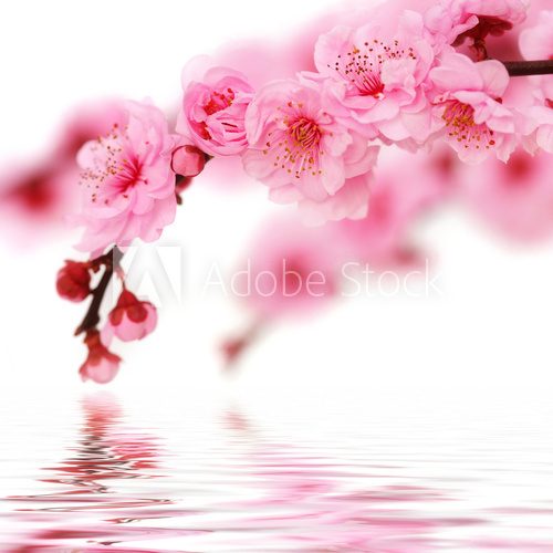 Fototapeta Kwiaty wiśni nad taflą wody