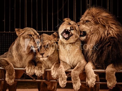 Fototapeta Lew i trzy lwica