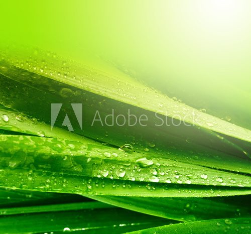 Fototapeta liść trawy z kropli wody