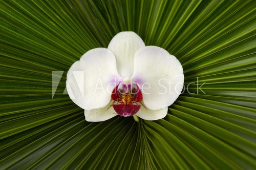 Fototapeta Makro- biała orchidea na palmowego liścia tle