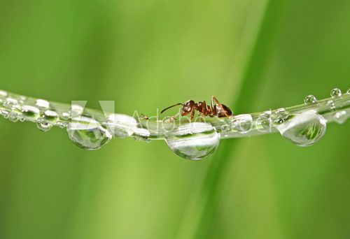 Fototapeta mrówka i kropla różu