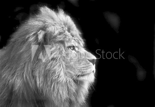 Fototapeta Oszałamiająco twarzowy portret męski lew na czarnym tle w bla