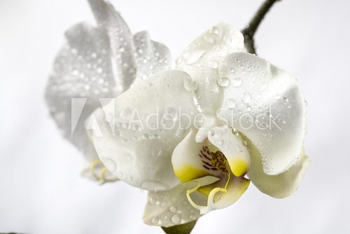 Fototapeta Phalaenopsis, Moth Orchid