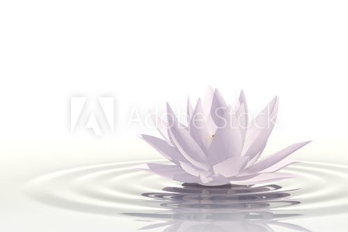 Fototapeta Pływająca piękność. Kwiat lotosu.