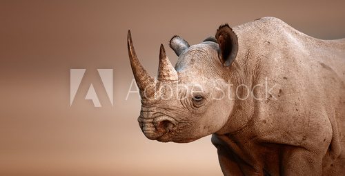 Fototapeta Portret czarnego nosorożca