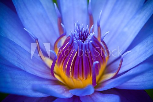 Fototapeta Purpurowy kwiat lotosu