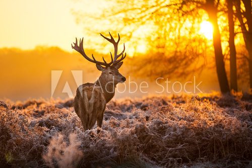 Fototapeta Red Deer w porannym słońcu.
