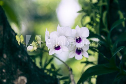 Fototapeta rocznik orchidei.