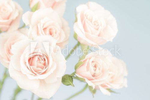 Fototapeta Różany ogród pastelowej miłości 