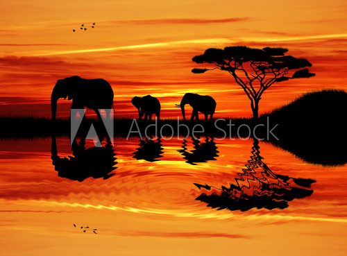 Fototapeta Sylwetka słonia o zachodzie słońca