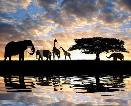 Fototapeta Sylwetka słonie z żyrafami w zmierzchu