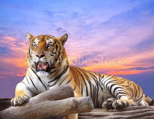 Fototapeta Tygrys patrzeje coś na skale z pięknym niebem przy zmierzchem