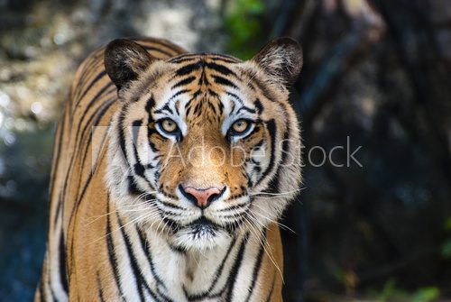 Fototapeta Wielki tygrys bengalski