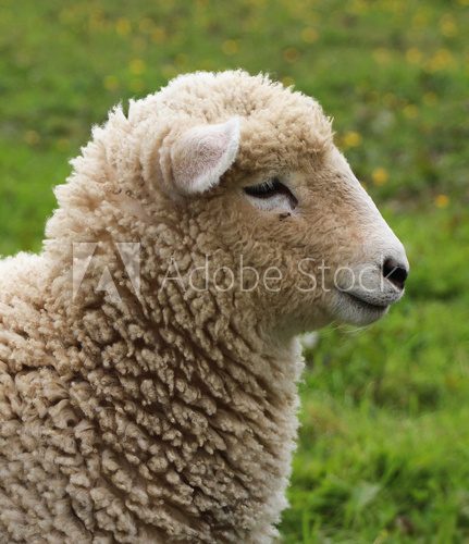 Fototapeta Wooly Sheep
