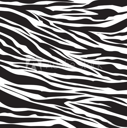 Fototapeta Zebra. Magia w bieli i czerni