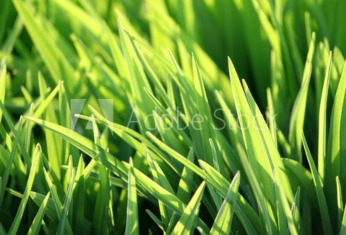 Fototapeta zielona trawa i światło słoneczne