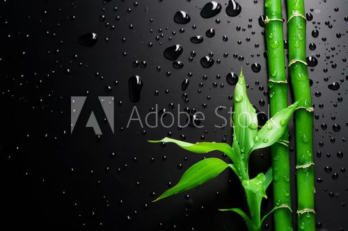 Fototapeta Zielone oblicze natury w kroplach deszczu