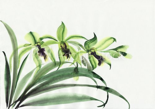 Fototapeta Zielone orchidee