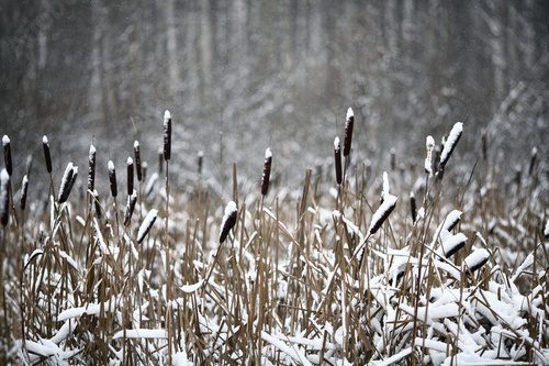 Fototapeta Zimowe gałązki i trawa pokryte mróz i śnieg