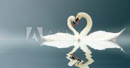 Obraz Miłość - zakochana para łabędzi
