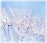 Fototapeta Abstrakcjonistyczny dandelion kwiatu tło