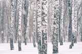 Fototapeta Brzozowy las przy zima śnieżycą