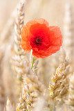 Fototapeta czerwony kwiat maku