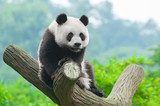 Fototapeta Gigantyczny panda niedźwiedź wspina się w drzewie
