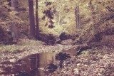 Fototapeta Jesień strumień w lesie w słonecznego dnia rocznika stylu