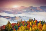 Fototapeta Kolorowy jesienny poranek w Karpatach. Sokilsky ri
