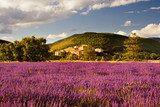 Fototapeta Lawendowe pola w Sault Provence