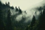 Fototapeta Mglisty krajobraz z lasem jodłowym, mgliste drzewa w świetle poranka.