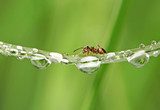 Fototapeta mrówka i kropla różu