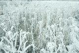 Fototapeta mrożona trawa i mrozy w zimie