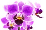 Fototapeta Oddział Pink Orchid (zdjęcie makro)