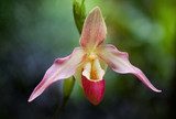 Fototapeta Orchidea