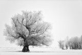 Fototapeta Piękny drzewo w zima czasie w Luty 2014, Rumunia