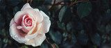 Fototapeta Róża w świetle vintage 