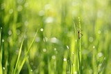 Fototapeta Schnake im nassenGras / crane fly in the wet grass 