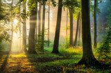 Fototapeta Słoneczny poranek w lesie